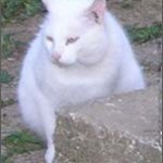 Billy