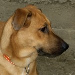 Bruno