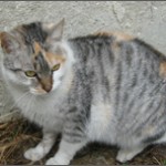 Sarka