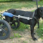Darka-02
