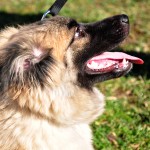 Lucy9