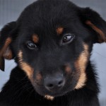 Mika
