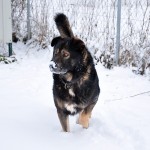 Sarko2