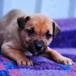 Oleg