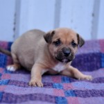 Oleg2