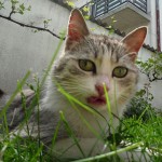 Remi2