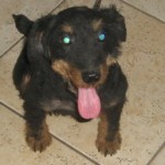 Charlie 007