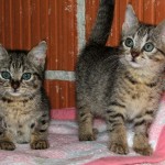 Macan i maca