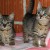 Macan i maca