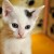 Saffy