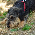 DSC_0712 DSC_0712