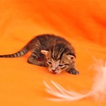 DSC_1264 DSC_1264