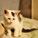DSC_1412 DSC_1412