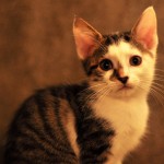 DSC_1464 DSC_1464
