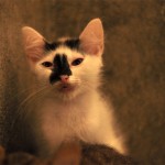 DSC_1470 DSC_1470