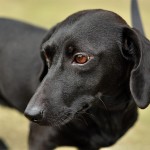 DSC_1688 DSC_1688