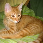 IMG_2966 IMG_2966