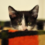 DSC_2332 DSC_2332