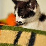 DSC_2356 DSC_2356