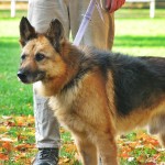 Ivor3