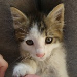 Josefina (2)
