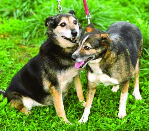 Curica i Zippa - nakon 8 godina dočekale svoj dom! Curica i Zippa - nakon 8 godina dočekale svoj dom!