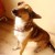 Don_1 Don_1