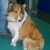Lassie_1 Lassie_1