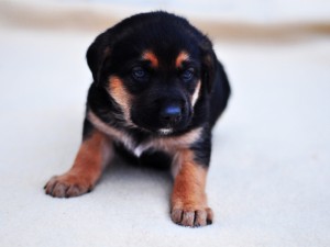 Obi