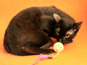 Kuki3