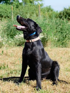 Rambo_labrador4