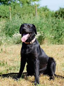Rambo_labrador6