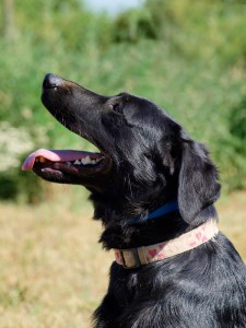 Rambo_labrador7