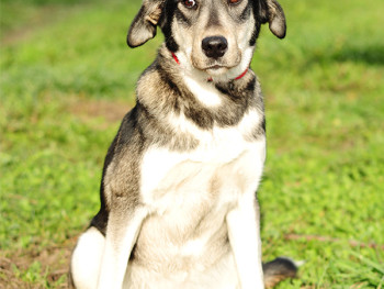 Zizi