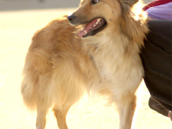 Brigita