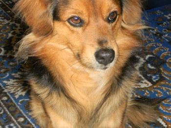 Bolek