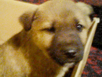 Bruno