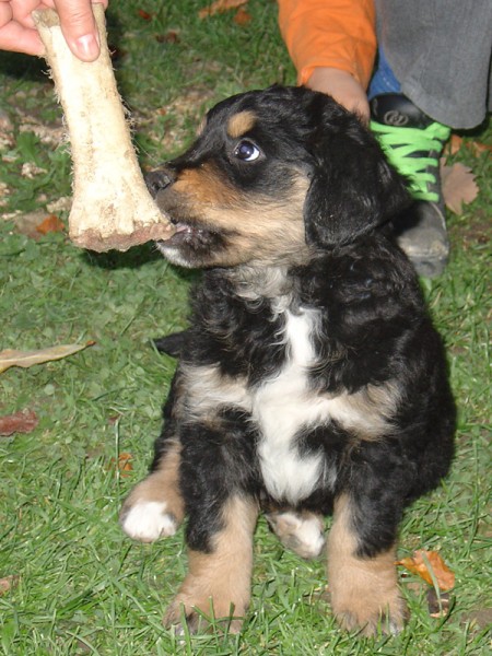 Kogo