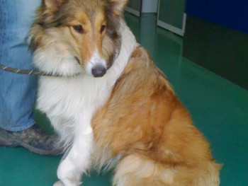 Lassie