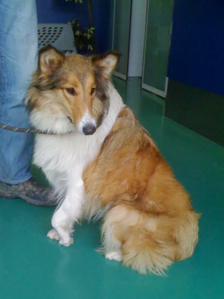 Lassie