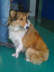 Lassie_2