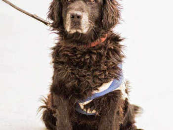 Mišo (Blacky)_vraćen vlasniku