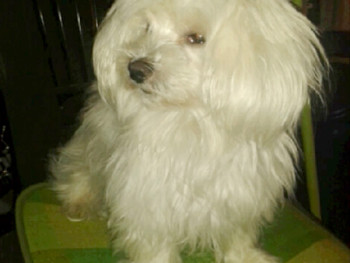 Teri