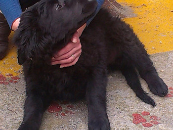 Neli