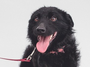 Otis_5
