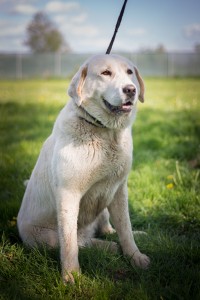 Zara_labrador_4