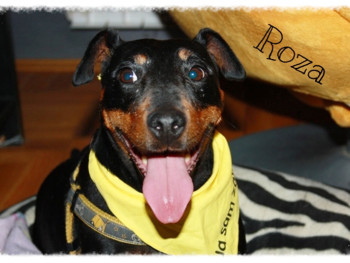 Roza