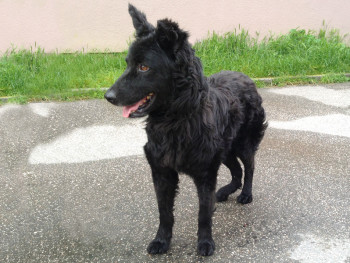Garo (iz Gunje)_vraćen vlasniku