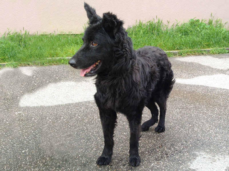 Garo (iz Gunje)_vraćen vlasniku