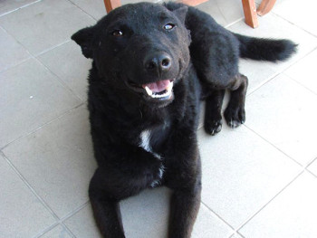 Gunjac (iz Gunje)